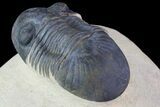 Paralejurus Trilobite Fossil - Foum Zguid, Morocco #70072-3